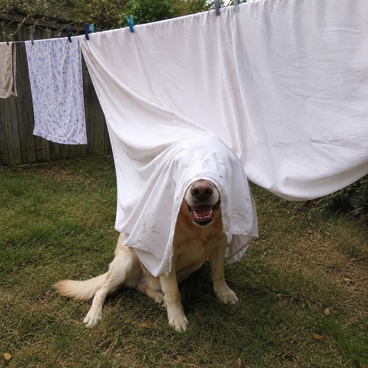 Incoginu sighting at unknown yard