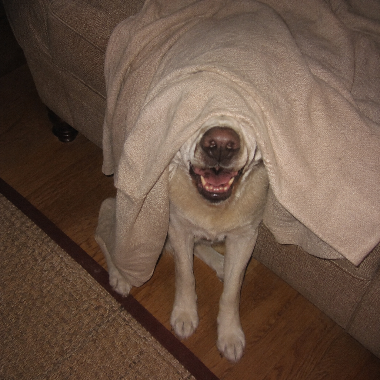 Incoginu sighting at someone's couch